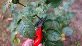 Video thumbnail for Comment couper les fleurs fanées des rosiers