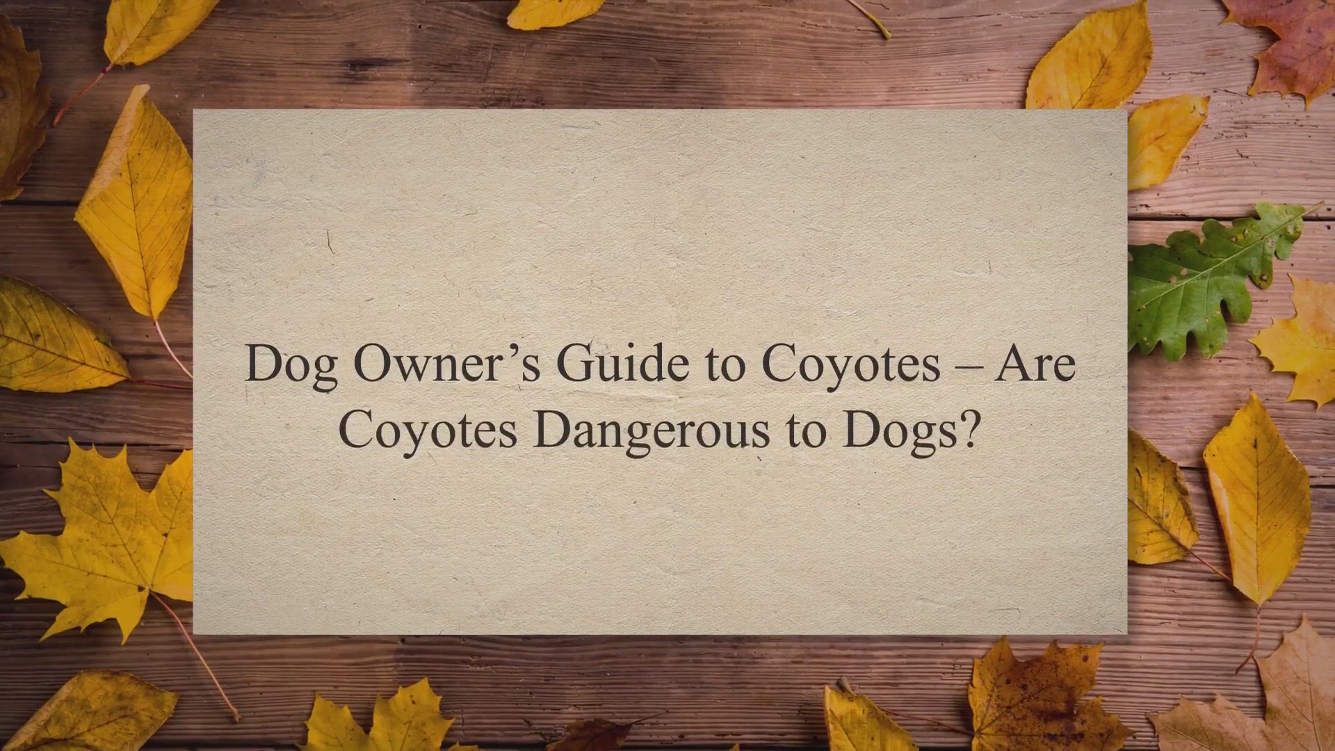 Video thumbnail for Dog Owner’s Guide to Coyotes – Are Coyotes Dangerous to Dogs?
