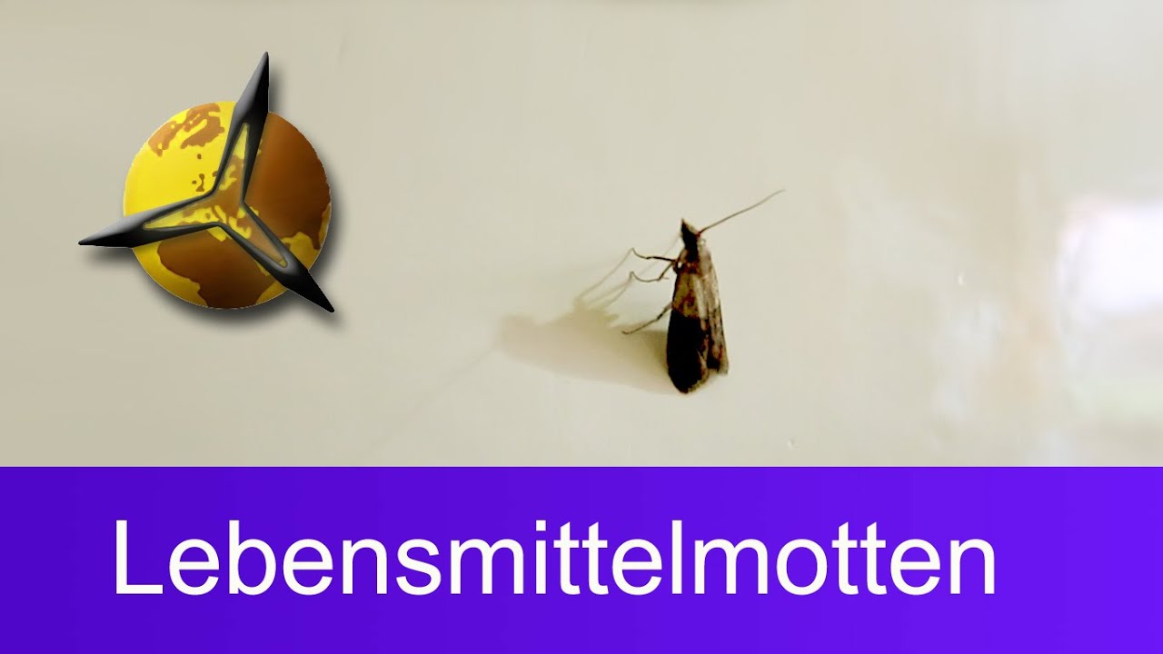 'Video thumbnail for Lebensmittelmotten bekämpfen: Motten in der Küche loswerden'