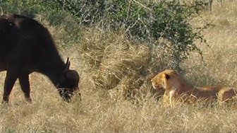 Video thumbnail for THIS BUFFALO NEEDS GLASSES...