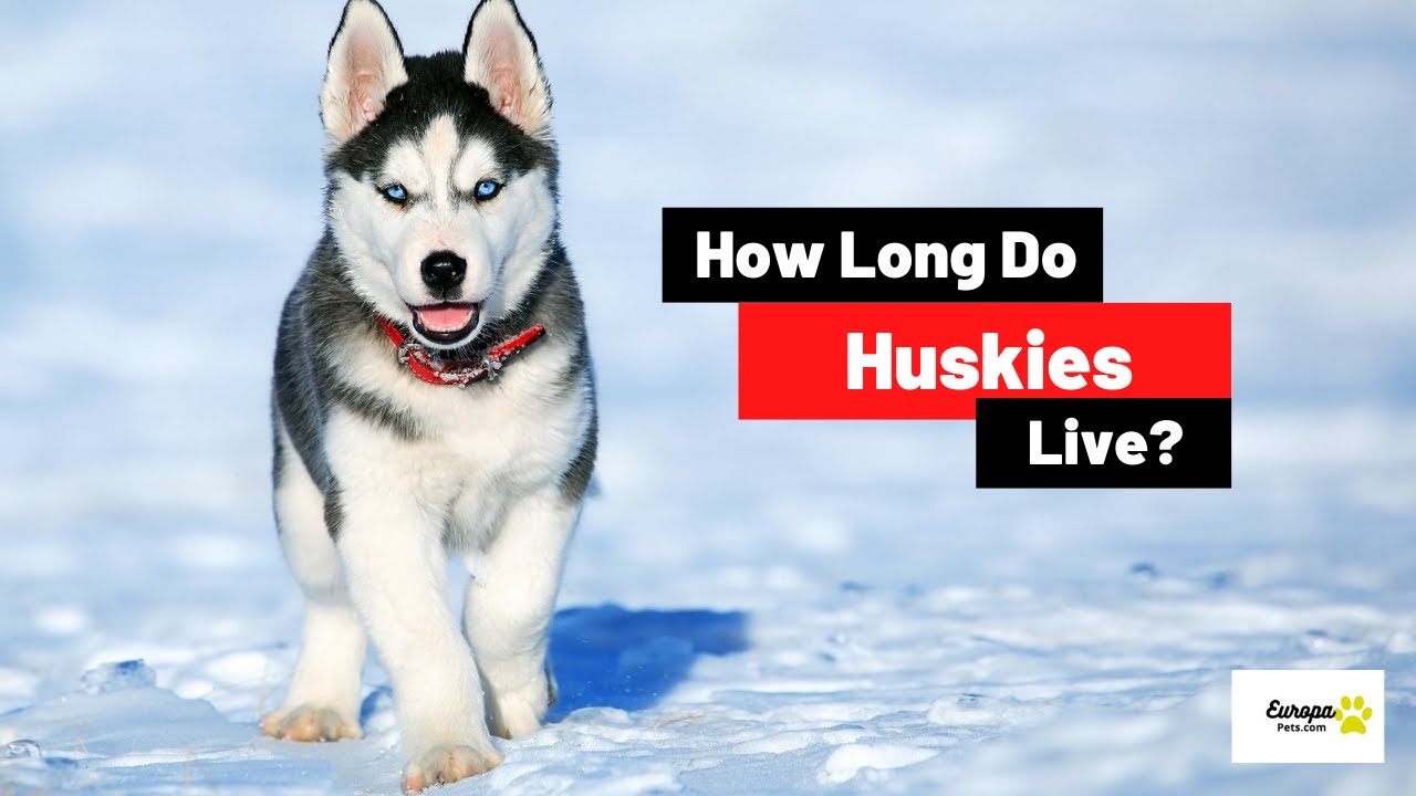 Video thumbnail for How Long Do Huskies Live? Husky Lifespan