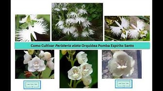 Video thumbnail for Como Cultivar Peristeria elata Orquidea Pomba Como Fazer Muda