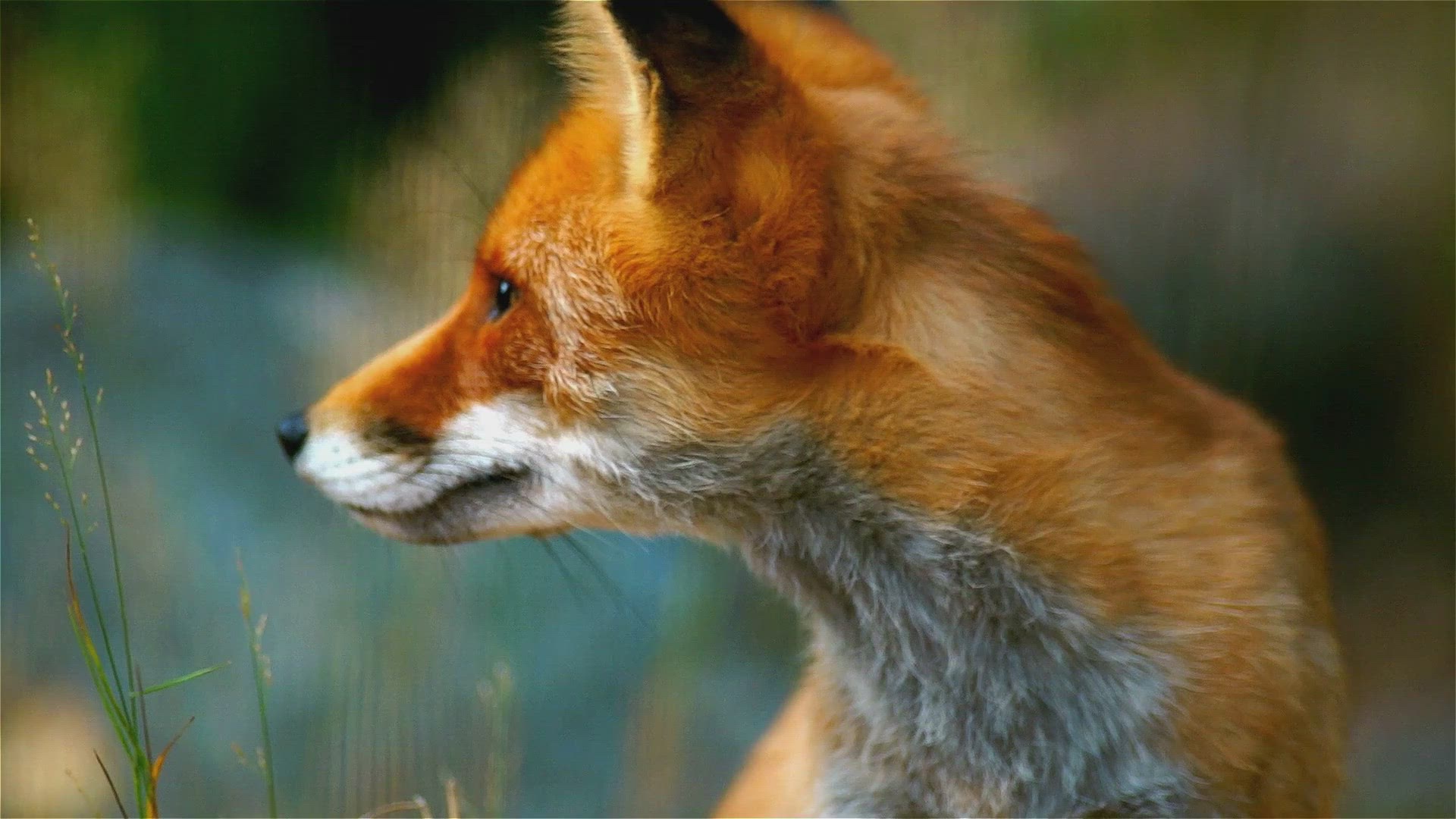'Video thumbnail for Can Foxes Breed With Dogs'