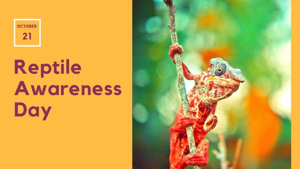 Video thumbnail for Reptile Awareness Day - All About Snakes, Lizards, Tortoises & Other Reptiles