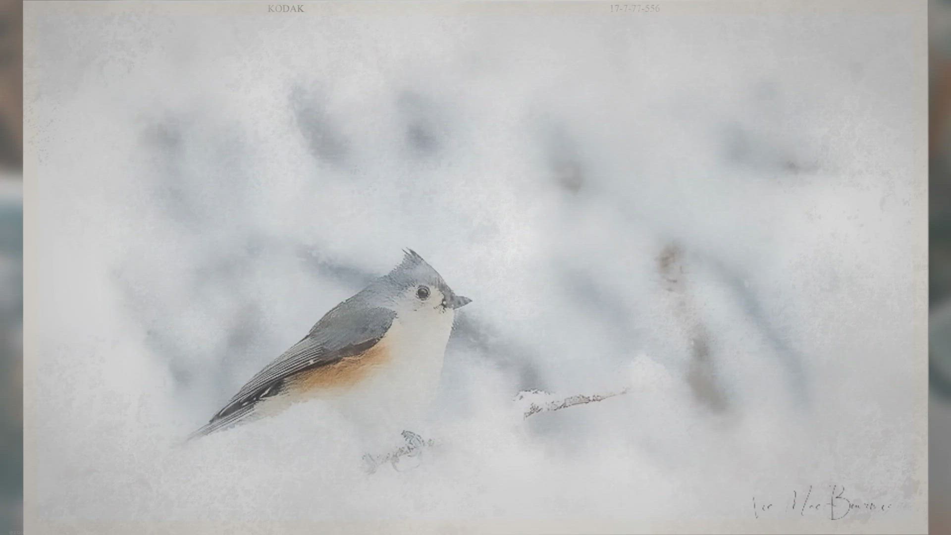 'Video thumbnail for How to create bird artwork from digital watercolour paintings'