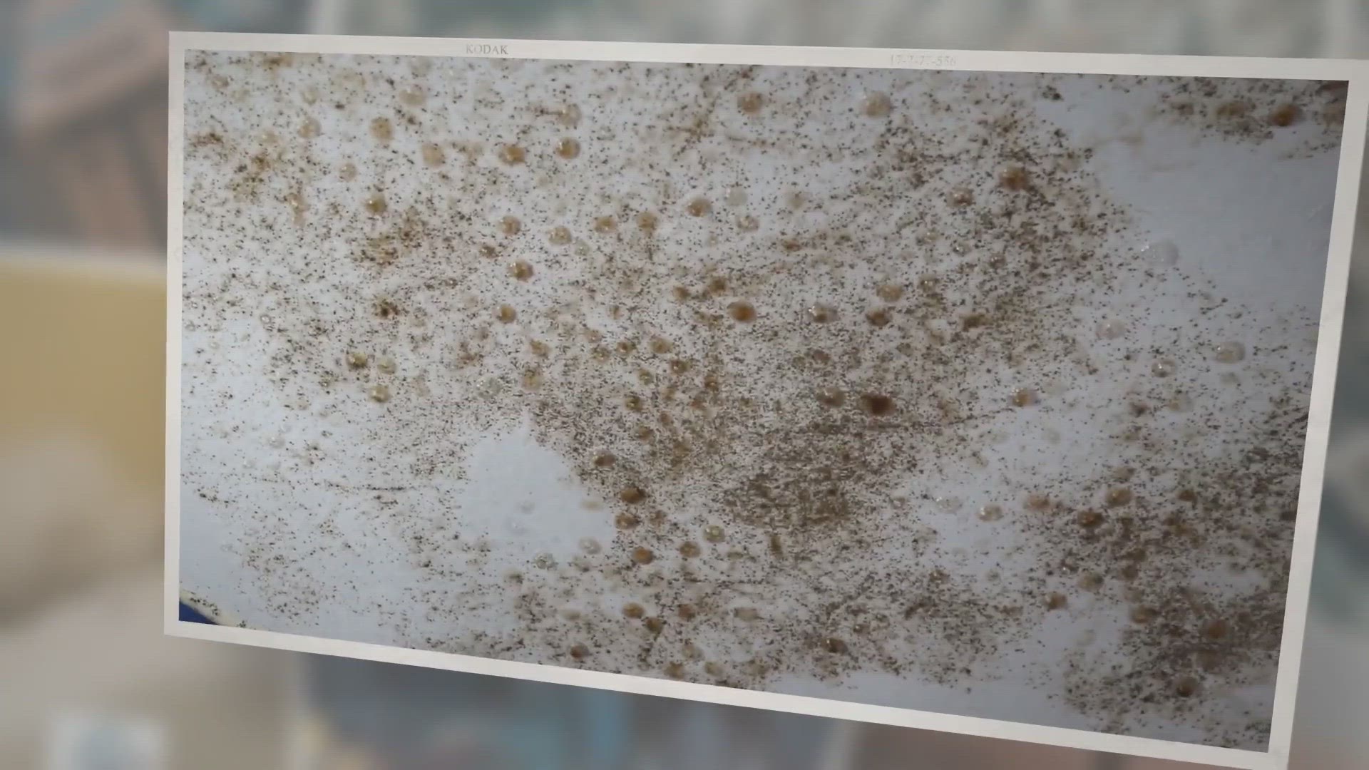 'Video thumbnail for How to Clean Bathroom Black Mold? Read this First!'