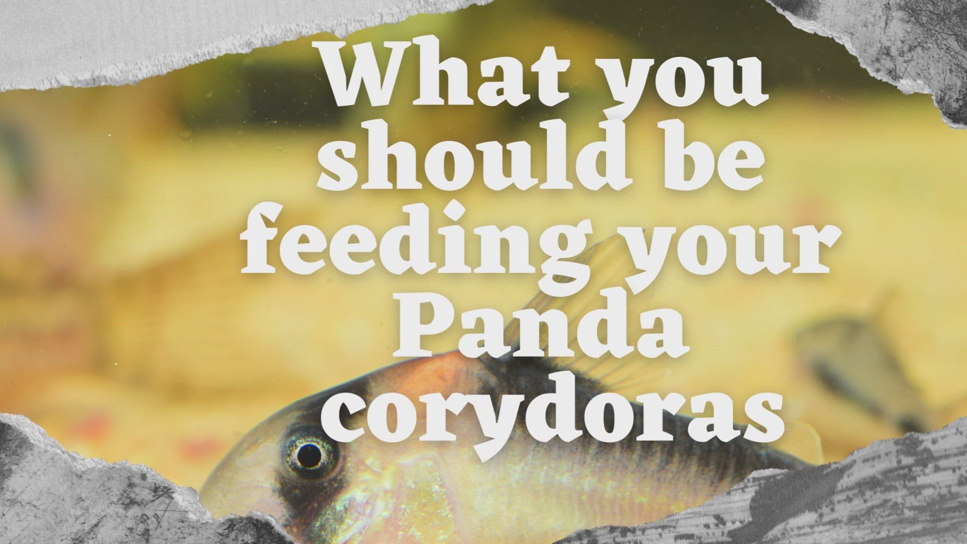 'Video thumbnail for What you should be feeding your panda corydoras'