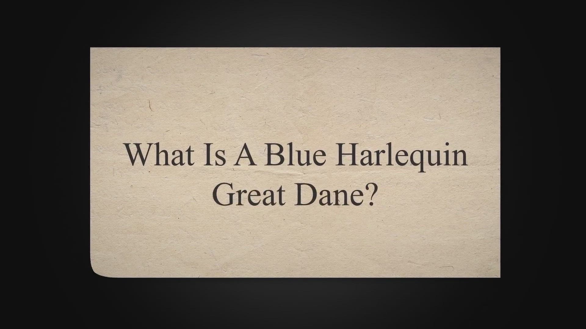 Video thumbnail for Blue Harlequin Great Dane: Everything You Need To Know