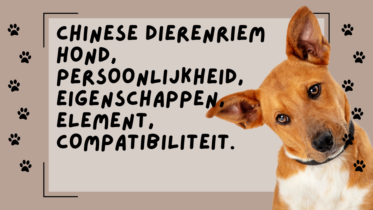 Video thumbnail for Chinese dierenriem hond, persoonlijkheid, eigenschappen, element, compatibiliteit.