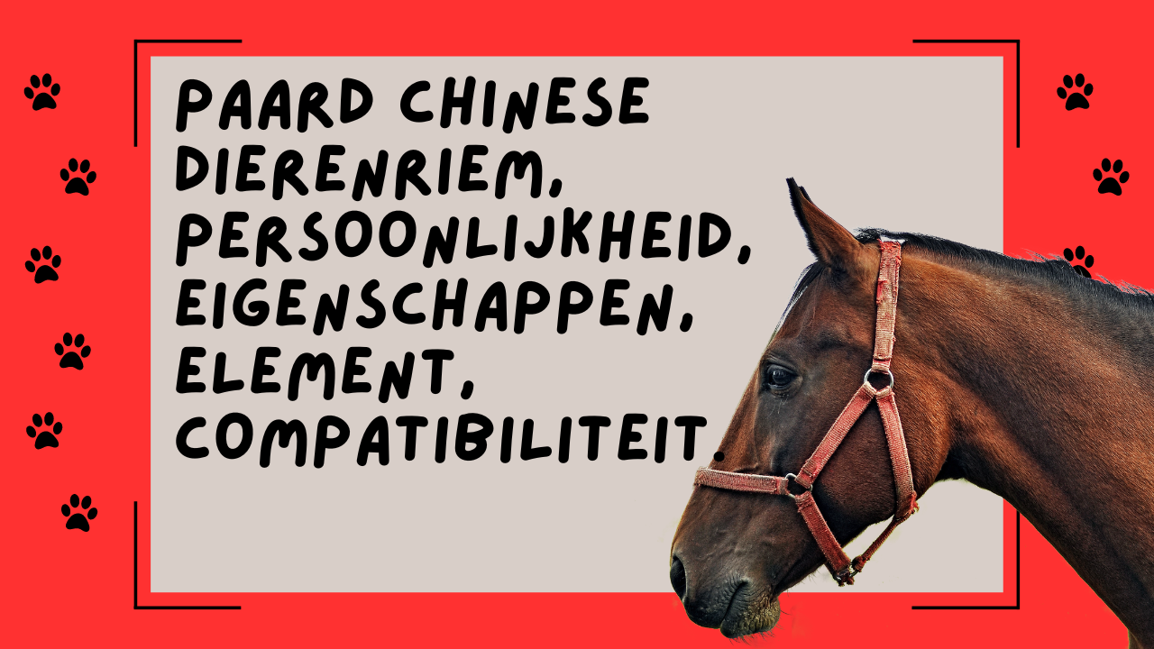 Video thumbnail for Paard chinese dierenriem, persoonlijkheid, eigenschappen, element, compatibiliteit.