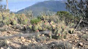 'Video thumbnail for Cactus'