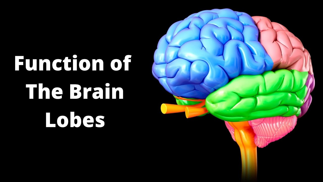 The 4 Lobes of the Brain What They Are and What They Do