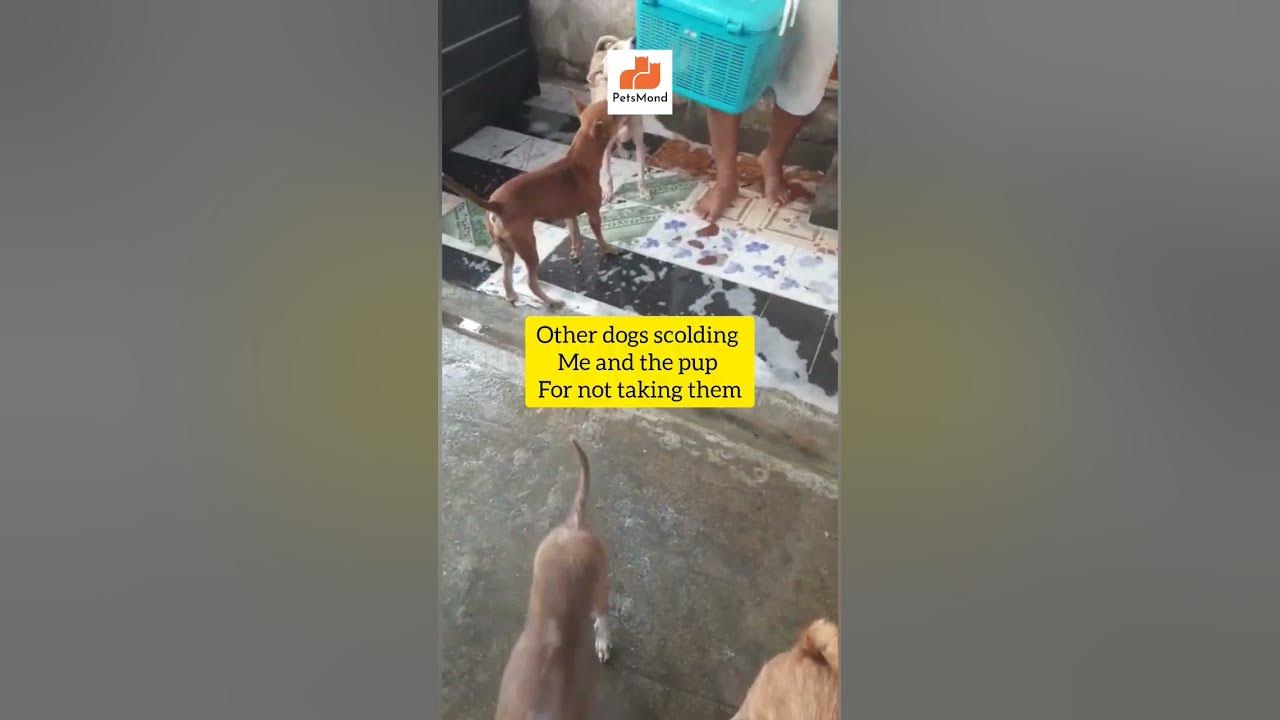 'Video thumbnail for I Took One Of My 30 Dogs For A Car Drive And Here's What Happened 😂 | Paralyzed Puppy | Petsmond'