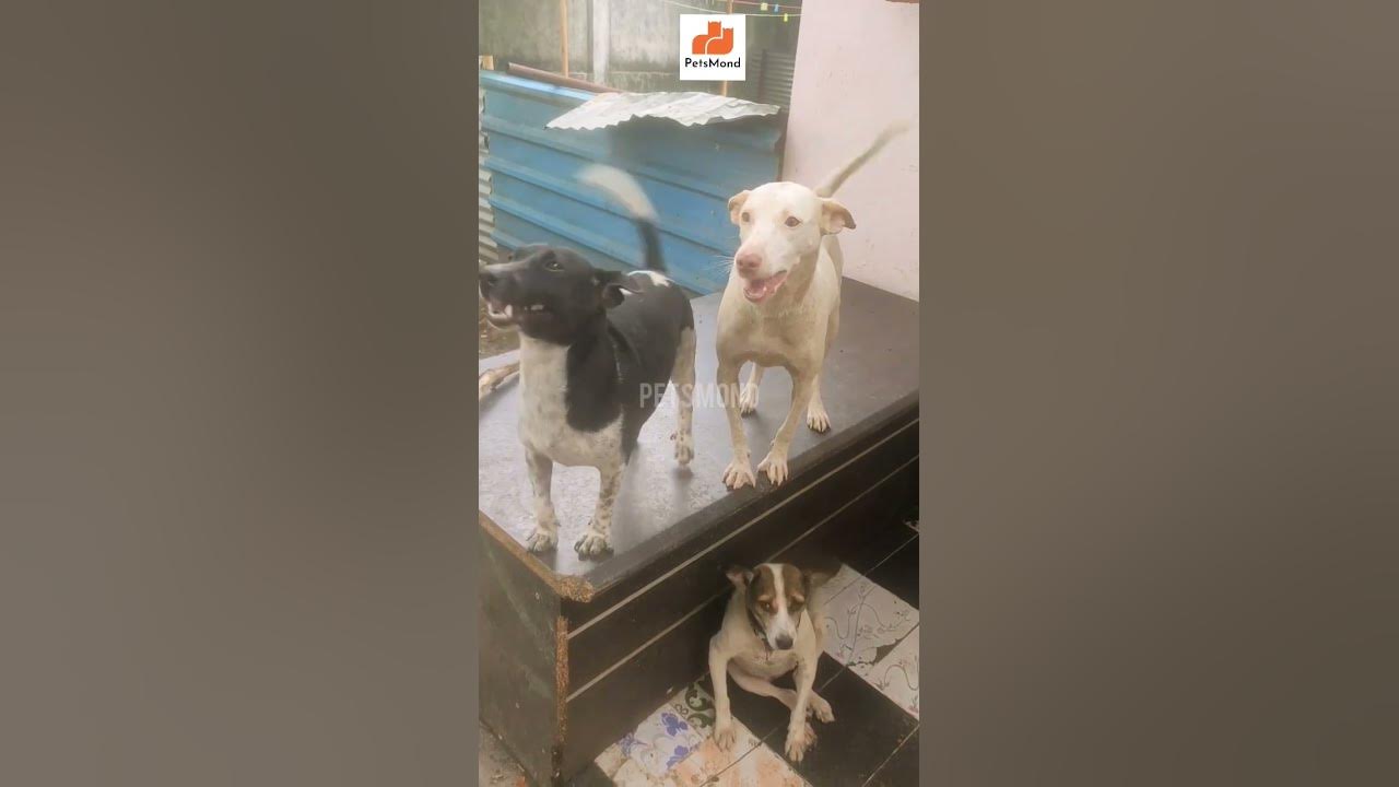 'Video thumbnail for Dog Says High-Five 🙌🏻😂 | Funny Dog Sounds | How To Train Dogs | Petsmond'