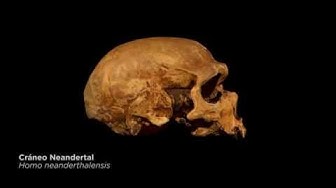 'Video thumbnail for Antropología y Prehistoria: Cráneo Neandertal - ArteHistoria'
