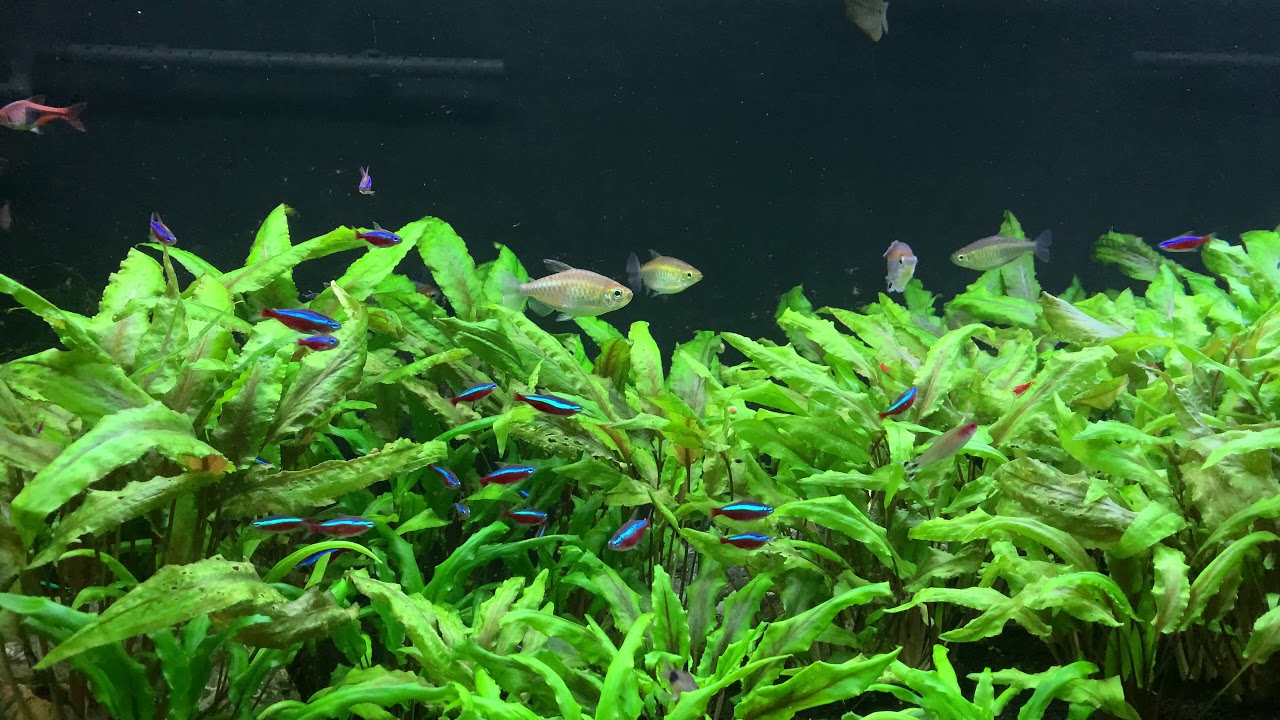 'Video thumbnail for Congo Tetras in Planted 155 Gallon Aquarium'