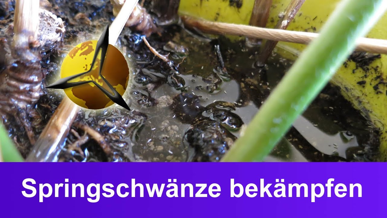 'Video thumbnail for Weiße Flöhe (Springschwänze) in der Blumenerde bekämpfen'