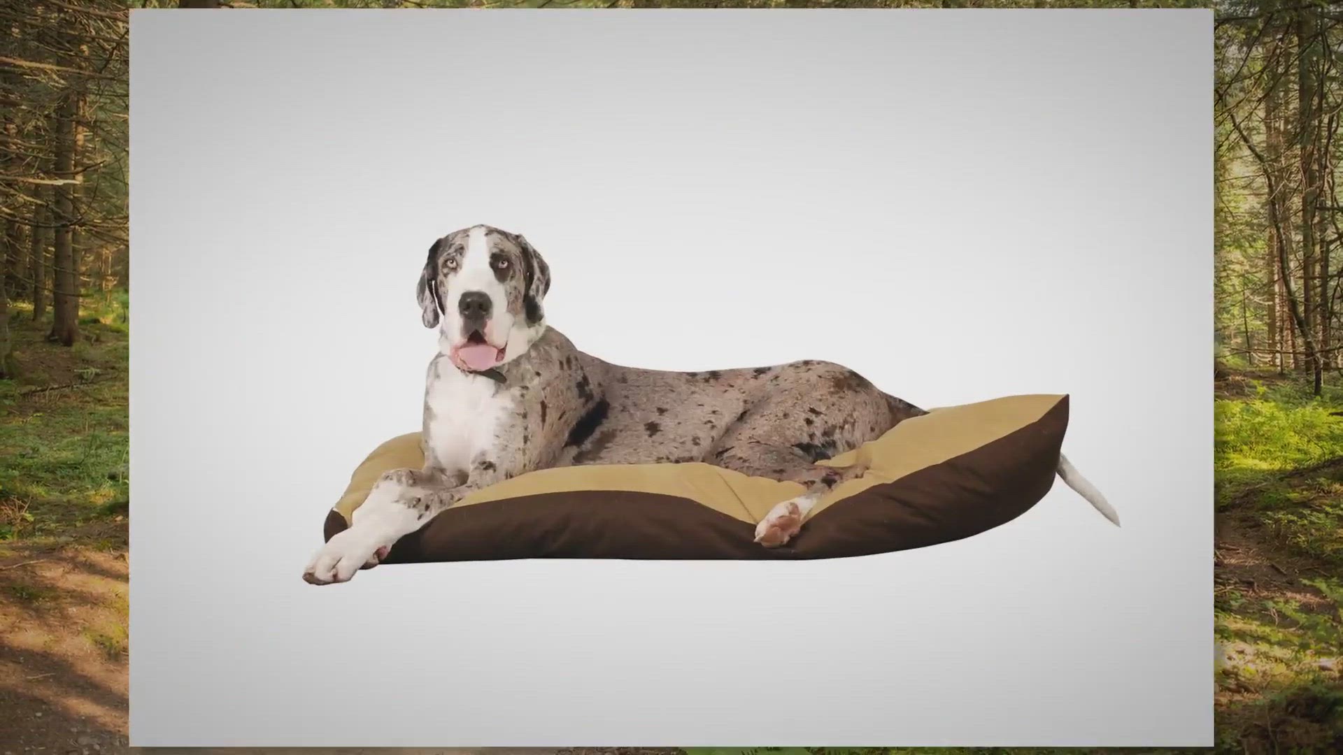 Video thumbnail for Great Dane Behavior In Heat: What To Expect