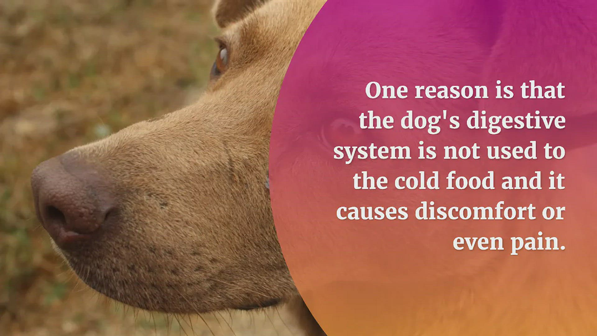 How Much Chocolate Does It Take To Make A Dog Sick