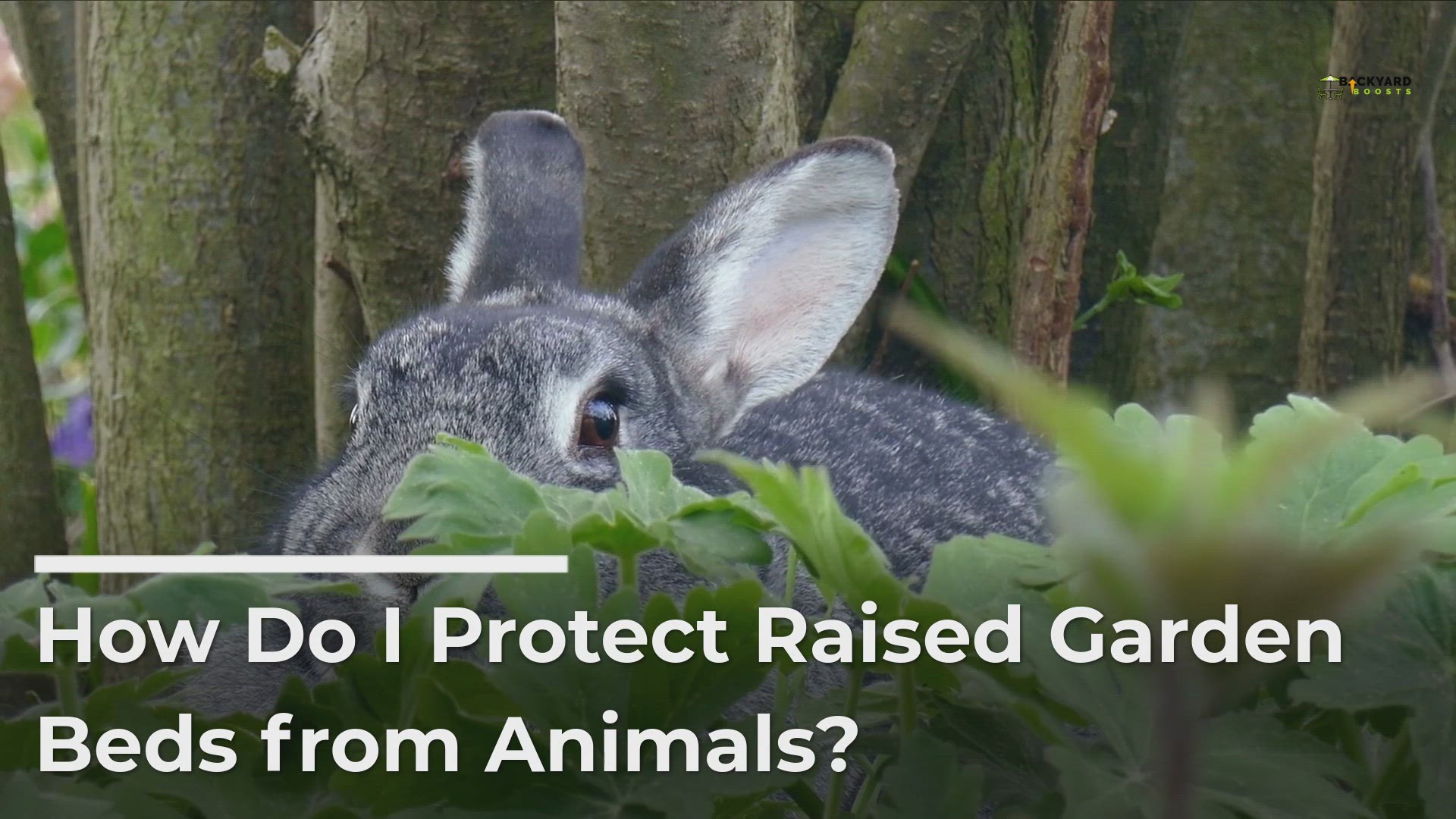 'Video thumbnail for How to Protect Your Garden From Animals'