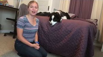 'Video thumbnail for Trick Training: Teach Your Dog to Rest His Head on His Paws, Wag, and Bow'