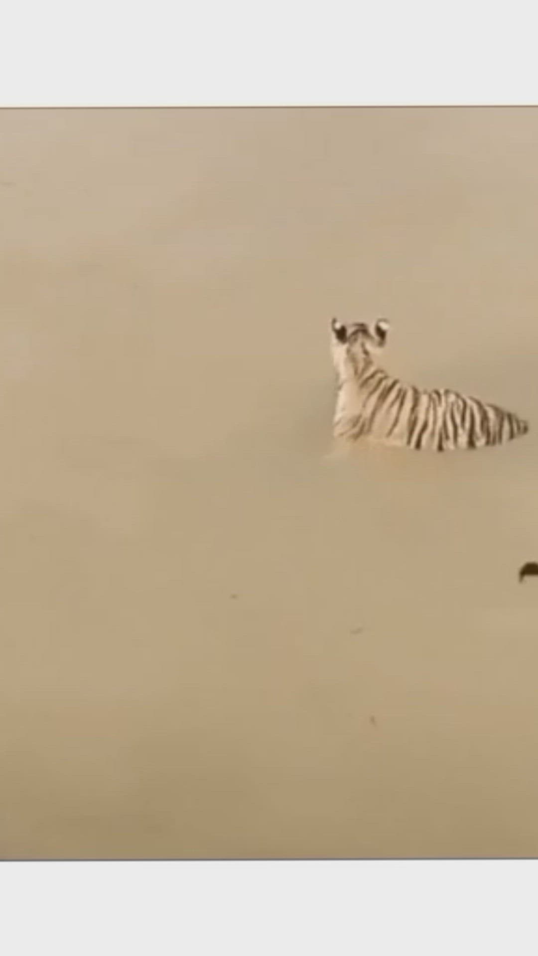 'Video thumbnail for The clever duck narrowly escaped the accident'