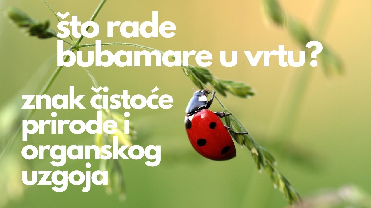 Video thumbnail for Što bubamare rade u vrtu - simbol organskog uzgoja i omiljeni insekti vrtlara