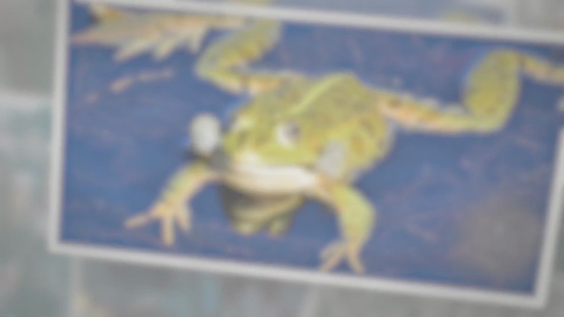 Video thumbnail for Are Frogs Omnivores?