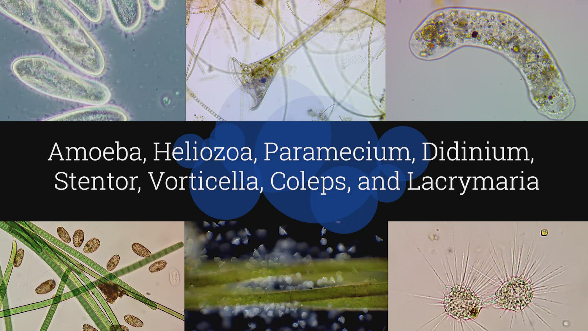 microscopic animals in pond water
