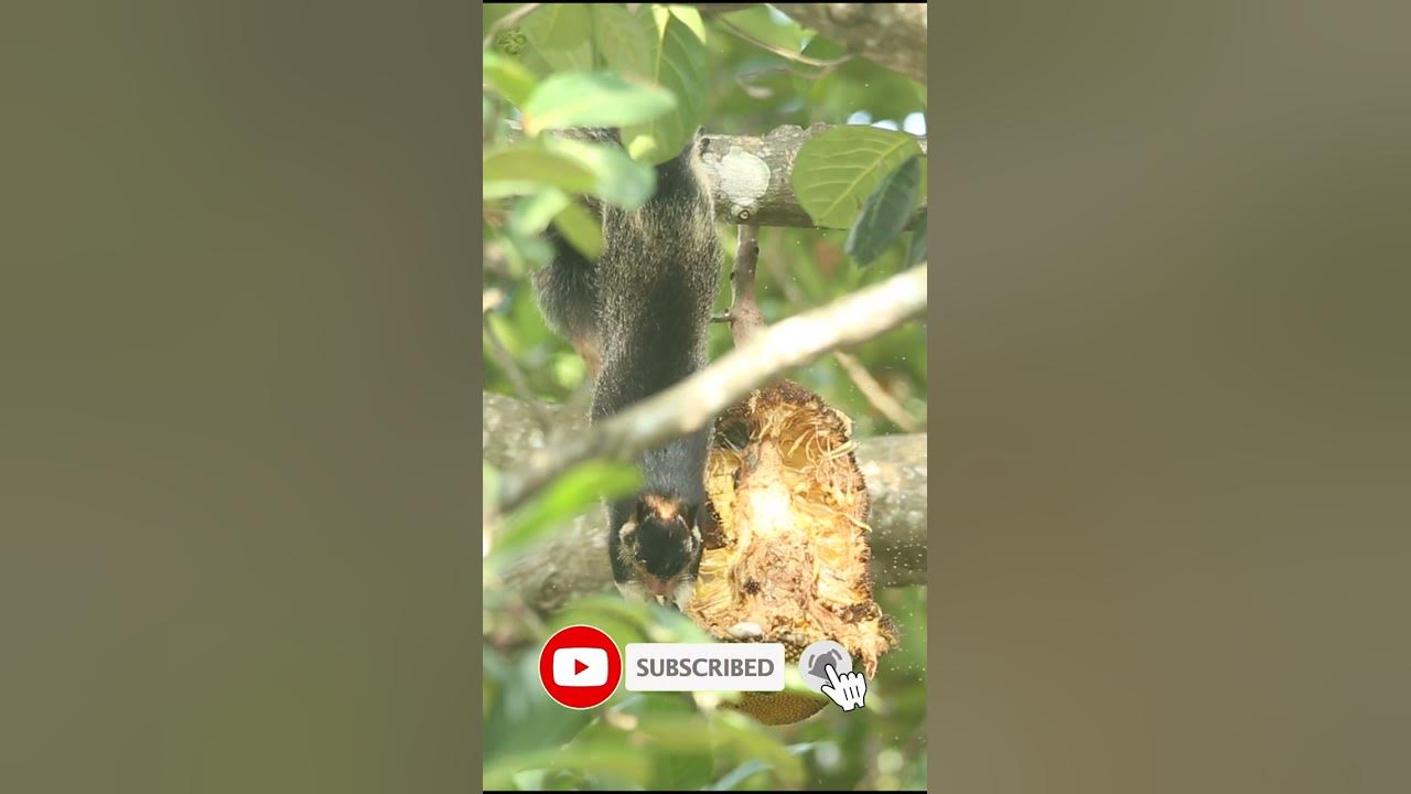 Video thumbnail for Giant Squirrel eating jackfruit #shorts