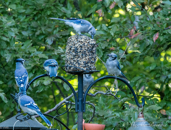 'Video thumbnail for Tips to set up a bird feeding station (5 favourite feeders)'