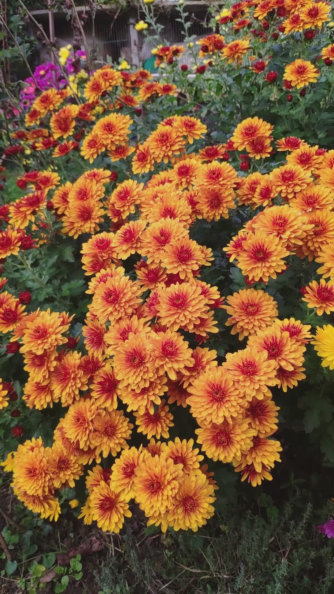 Video thumbnail for Fleurs d'automne