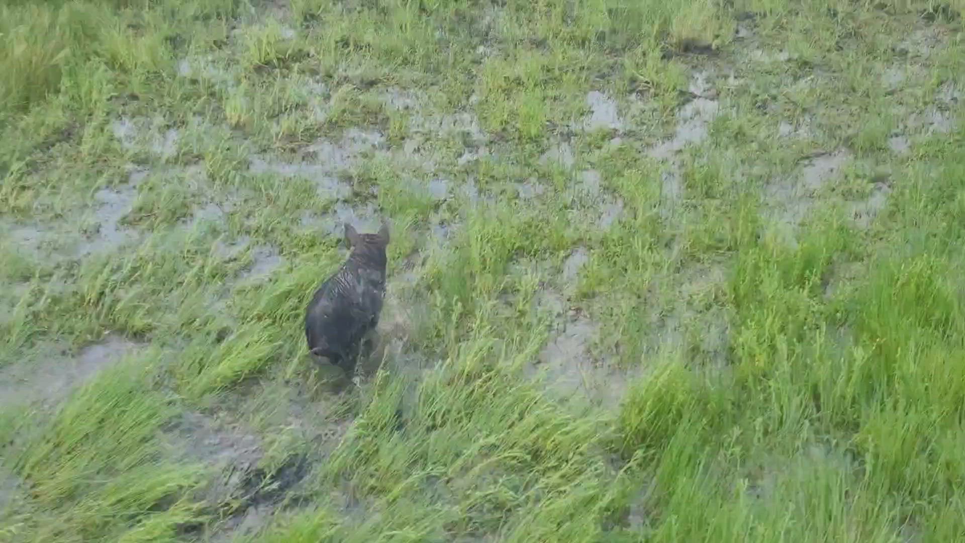 Video thumbnail for Wild pig in darwin