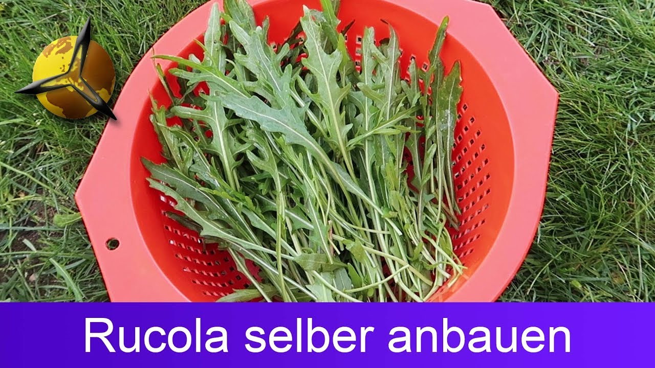 'Video thumbnail for Rucola / Wilde Rauke selber pflanzen und ernten'