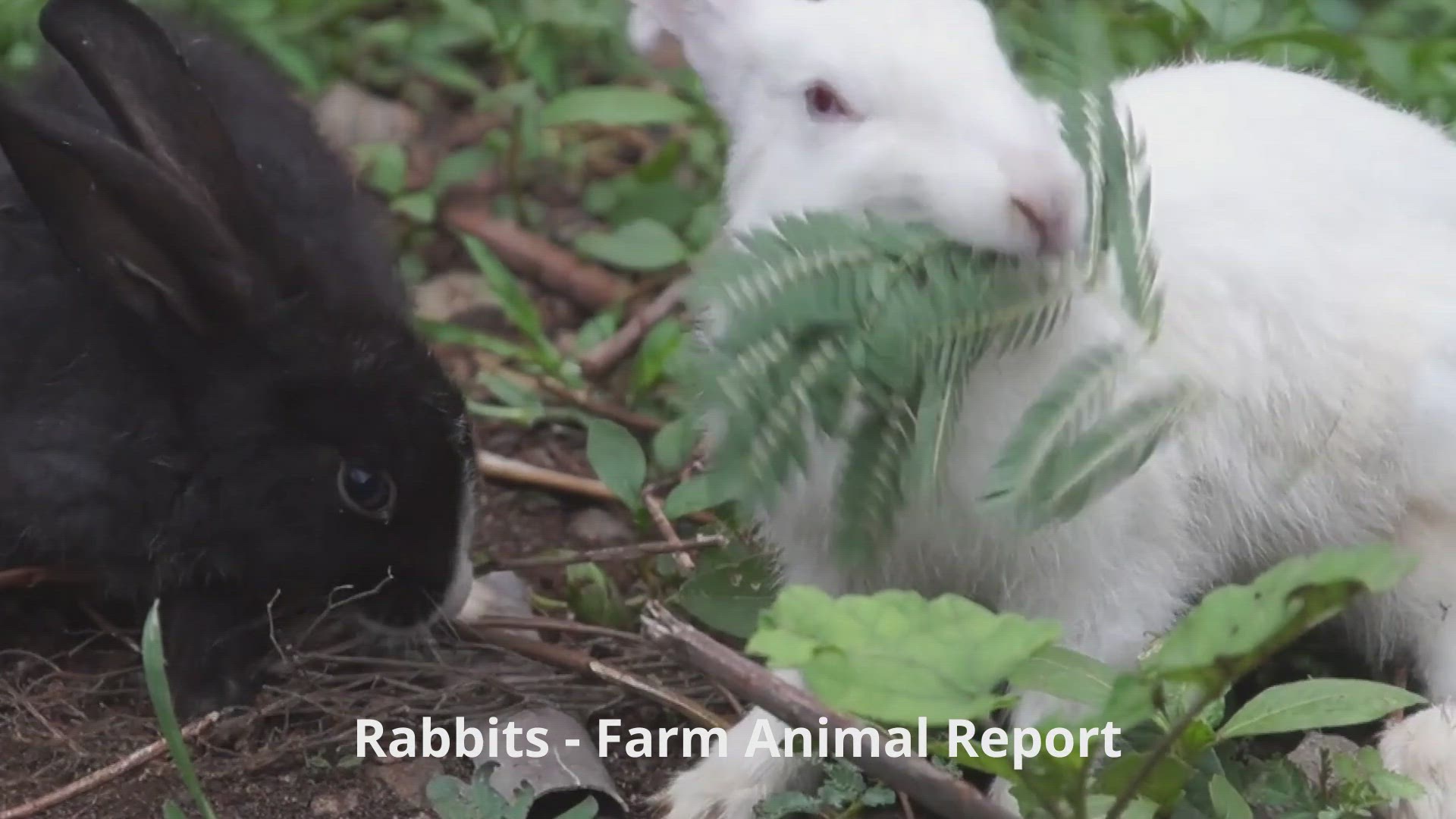 'Video thumbnail for Baby Rabbits Eating'