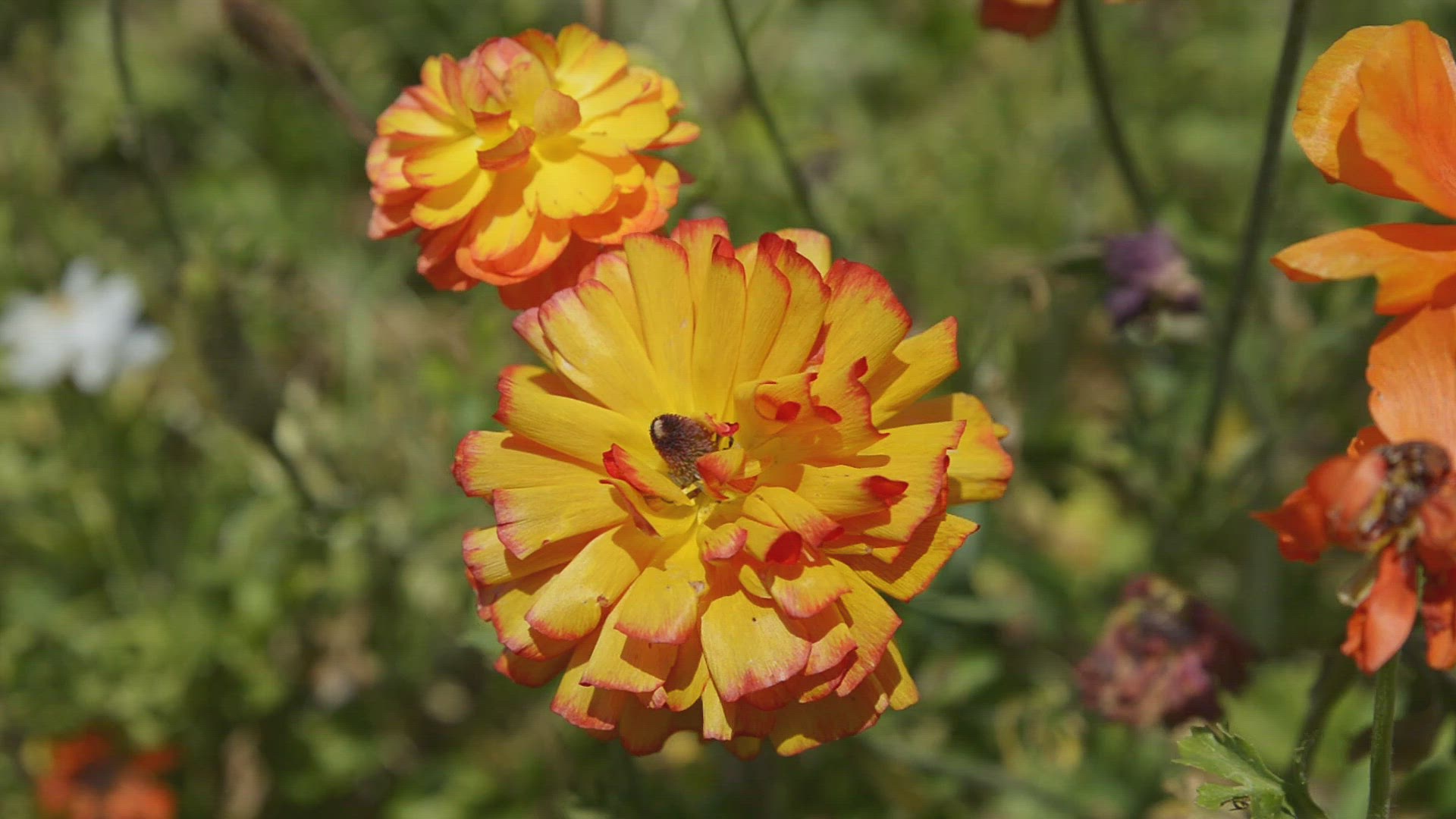 'Video thumbnail for Buttercup Picking Festival'