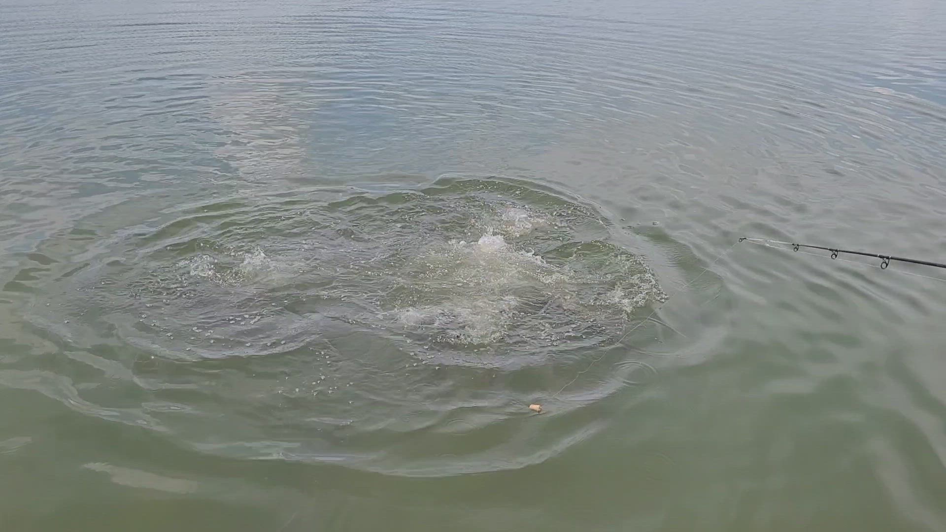 Video thumbnail for Fishing for Barra at Barra Adventures