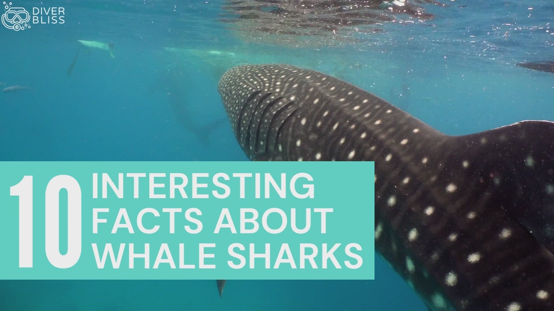 SlipIns Whale Shark Dive/Surf Leggings