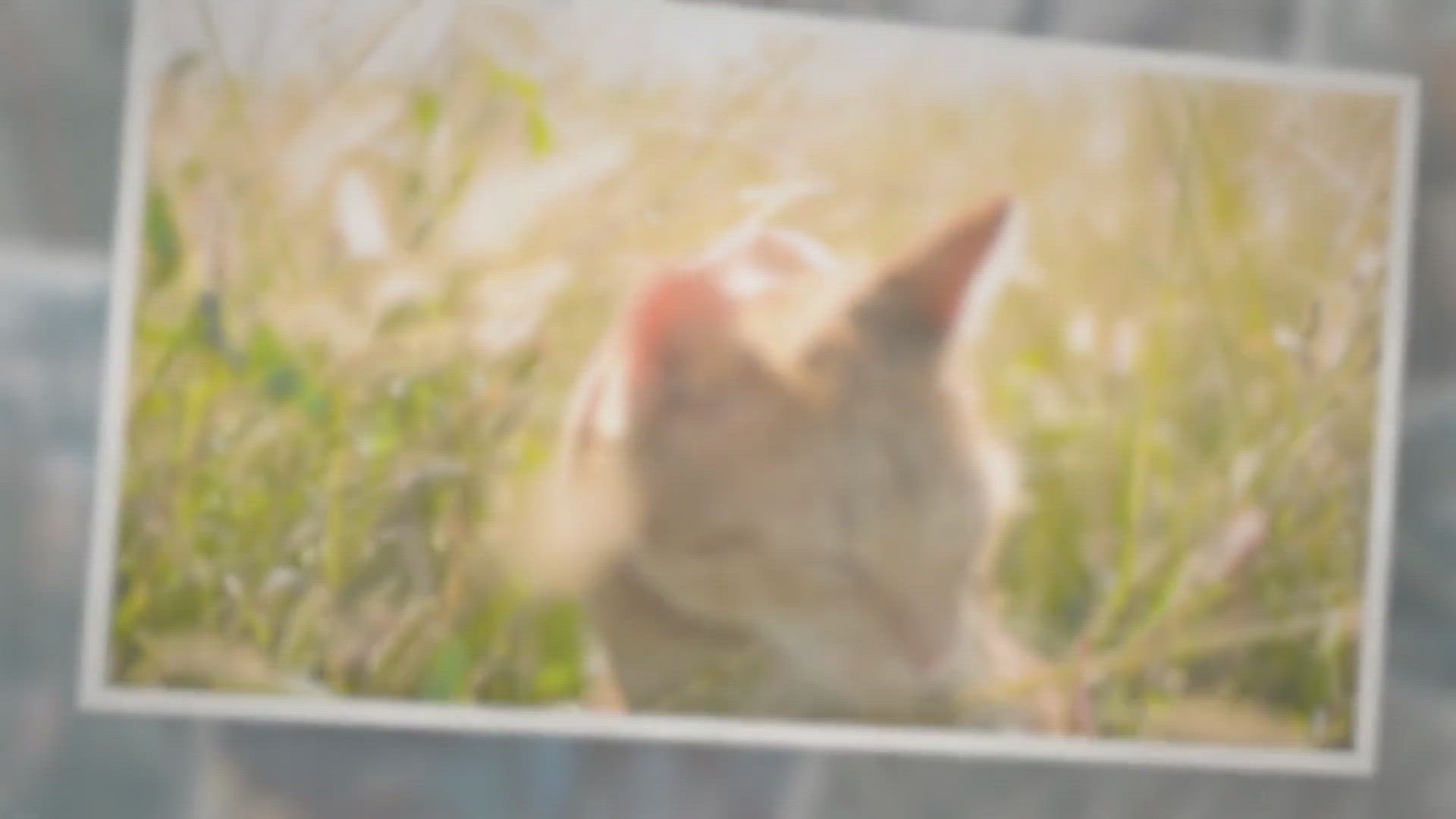 Video thumbnail for Why do cats eat grass?