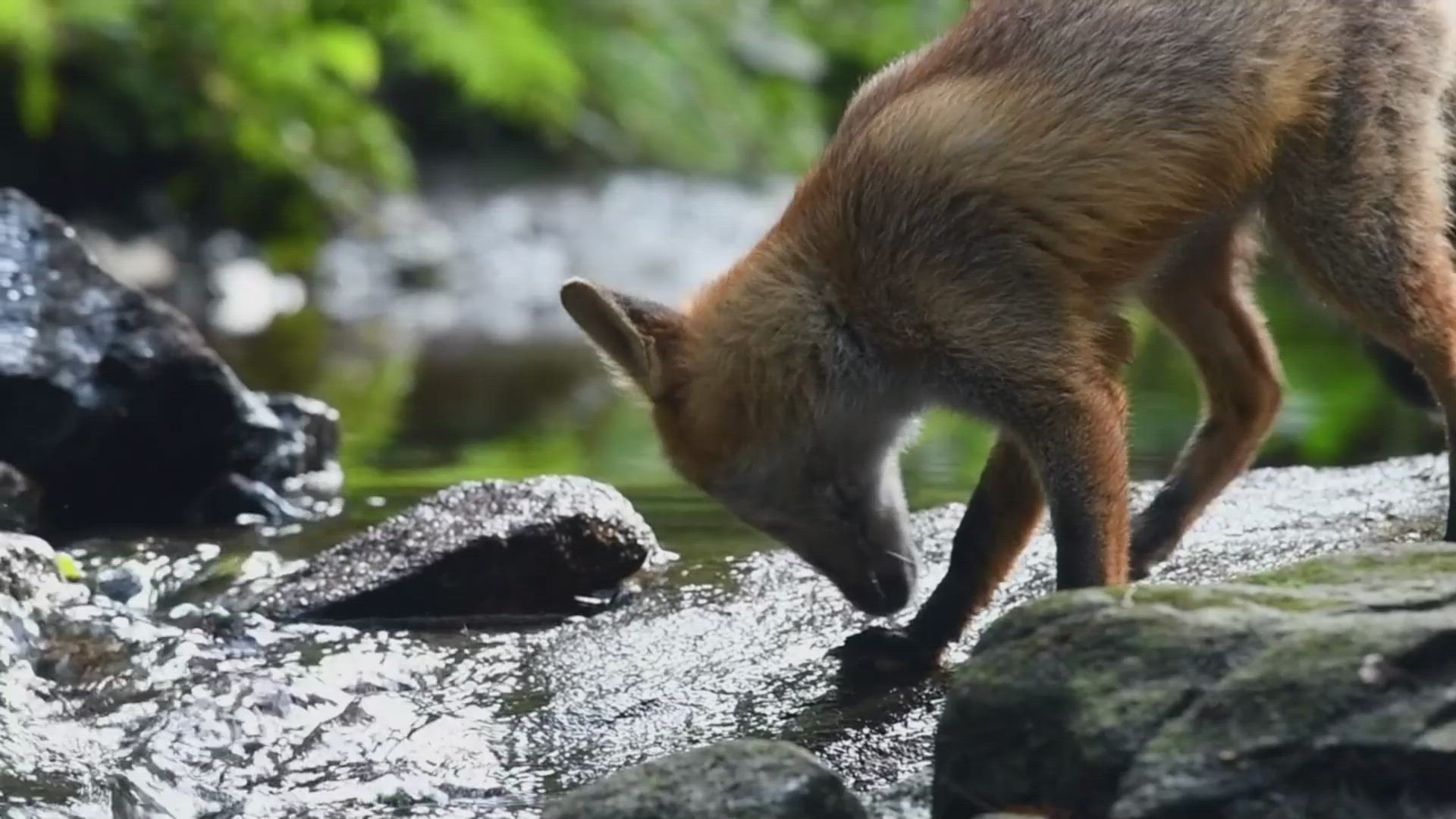 'Video thumbnail for Types of Foxes '