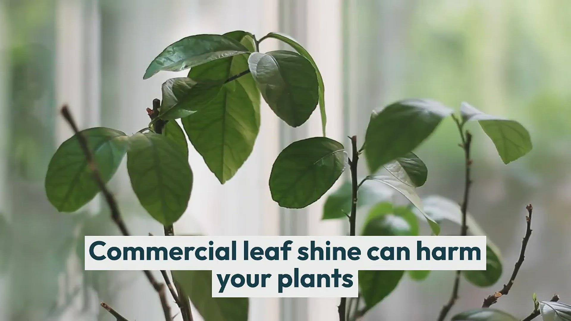 Video thumbnail for Plant Leaf Shine