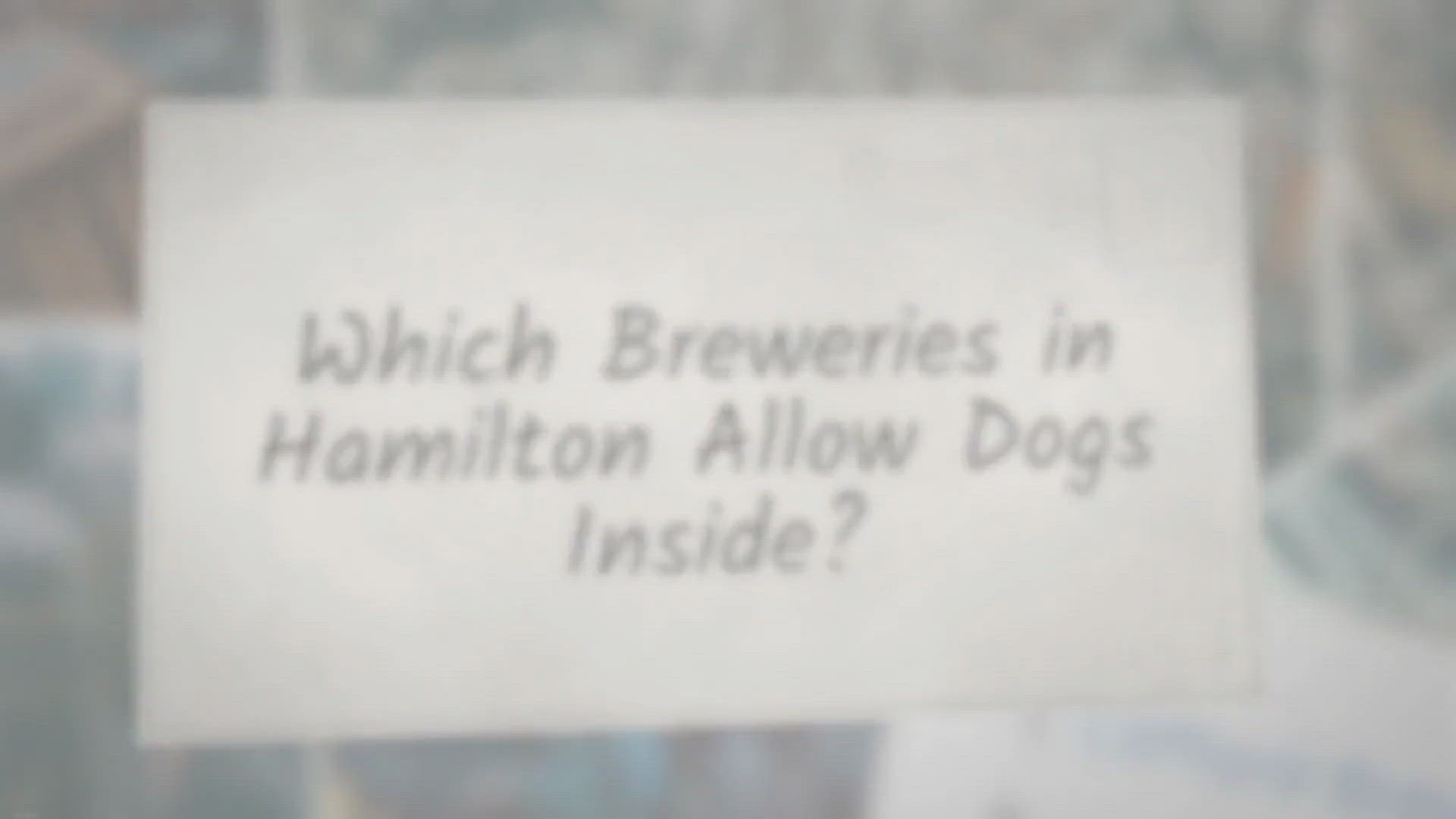Video thumbnail for Which Breweries in Hamilton Allow Dogs Inside?