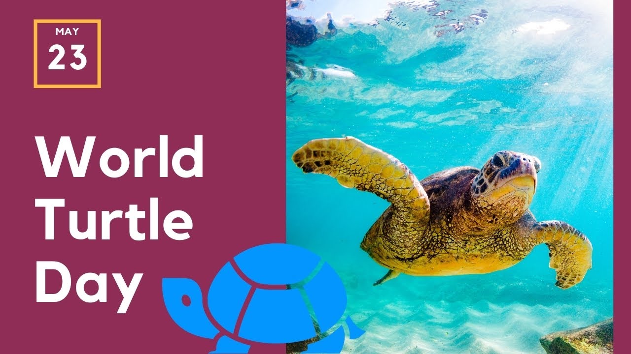 Video thumbnail for World Turtle Day - May 23rd