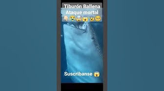 'Video thumbnail for #Tiburón #Ballena Ataque mortal 👇🏻😭🤯😱😰🥺 #cancun #shorts'