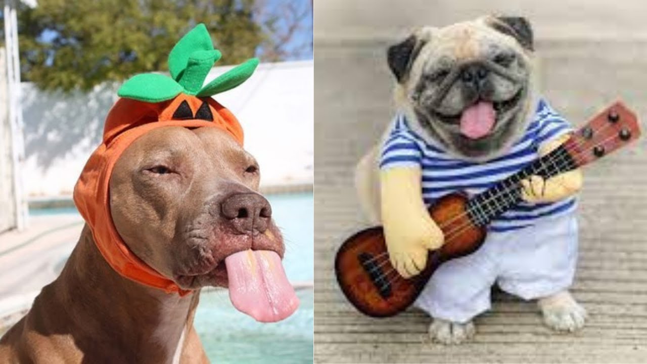 Video thumbnail for Adorable Singing and Playful Dogs and Puppy | Cute Dog Videos | Dogsforest.com