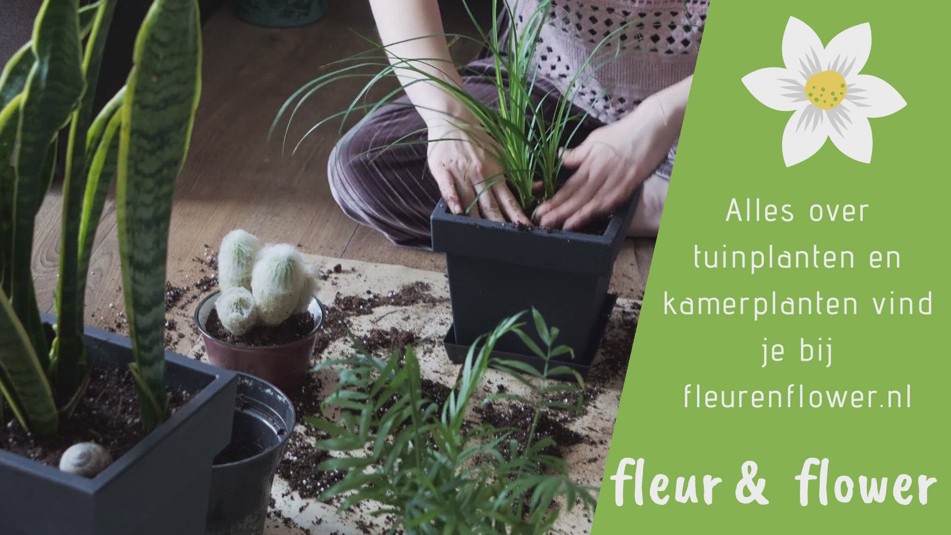 Playlist thumbnail for Fleur & Flower