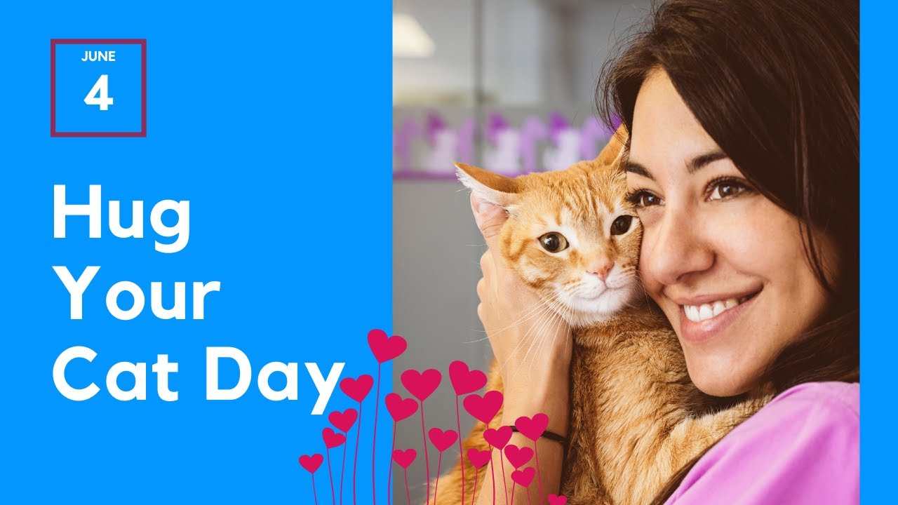 Video thumbnail for National Hug Your Cat Day : June 4th