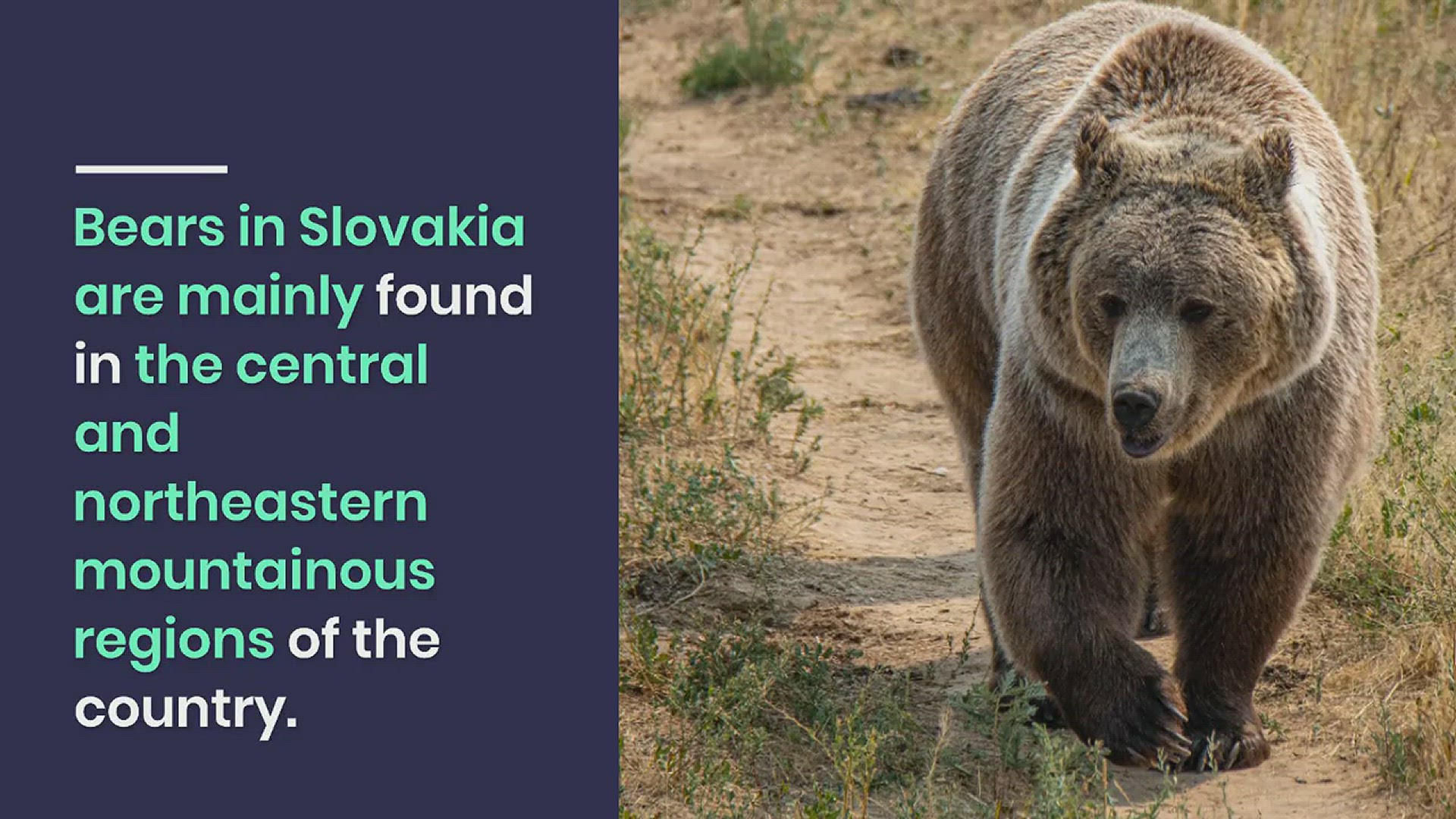 Video thumbnail for ALL About Bears in Slovakia