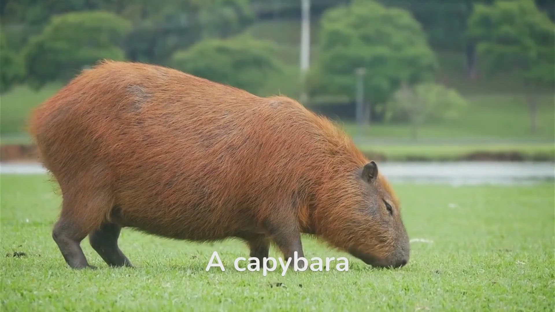 'Video thumbnail for Cute & cuddly: Get to Know the Capybara!'