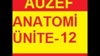 'Video thumbnail for Anatomi Ünite 12 Online Test Auzef vize final– Öğrenme Yõnetim Sistemi   Google Chrome 2020 01 31 10'